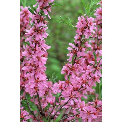 Prunus tenella 'Kati'