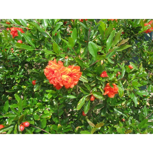 Punica granatum 'Multiplex'