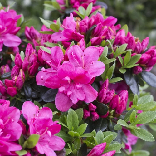 Havasszépe lilás rózsaszín - Rhododendron 'Anne Frank' 40/60cm K2l