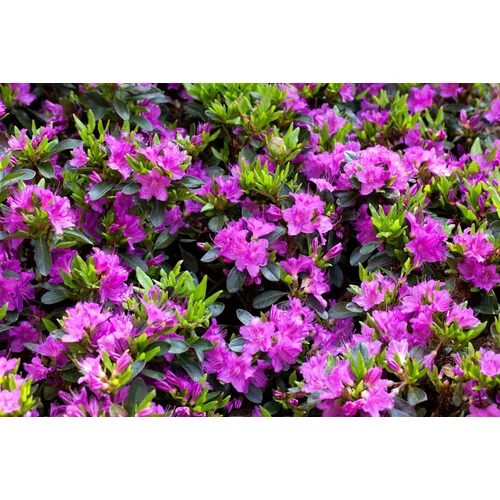 Havasszépe lila - Rhododendron 'Königstein' 20/30cm K2l
