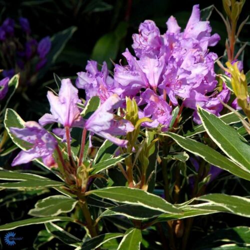 Rhododendron 'Ponticum Variegata'
