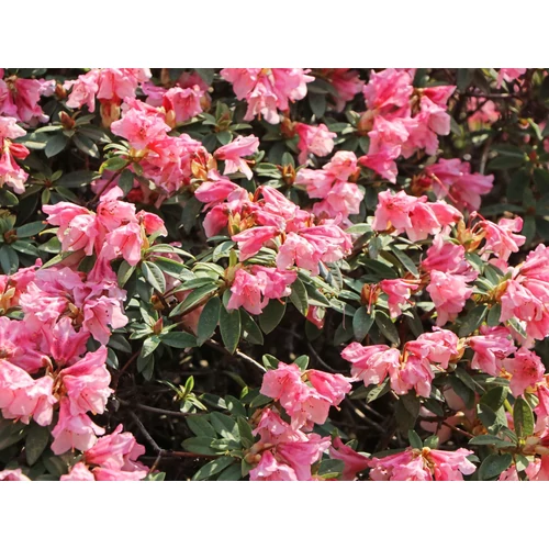 Rhododendron 'Wee Bee'