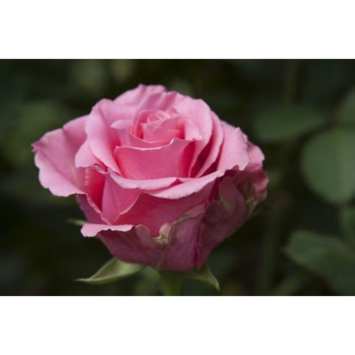 Rosa 'Balett'