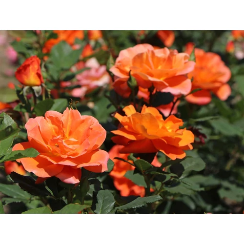 Rosa 'Orange'