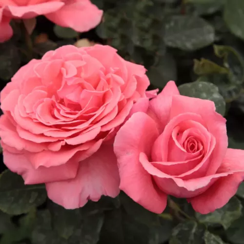 Rosa 'Pariser'