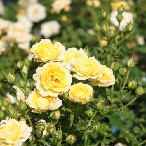 Rosa 'Yellow Fairy'