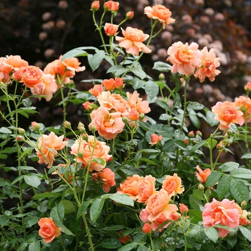Rosa sp. park