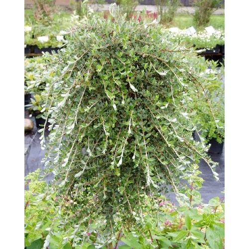 Salix repens 'Armando'