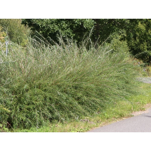 Salix rosmarinifolia