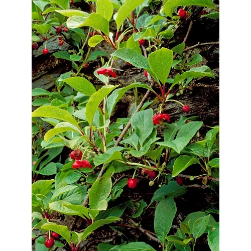 Schisandra rubriflora