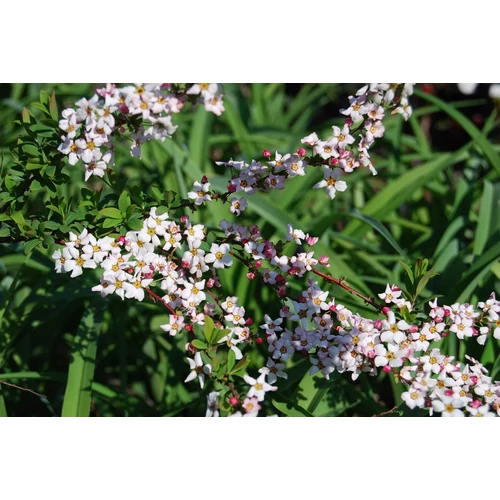 Gyöngyvessző japán rózsaszín - Spiraea japonica 'Fujino Pink' 80/100cm K10l