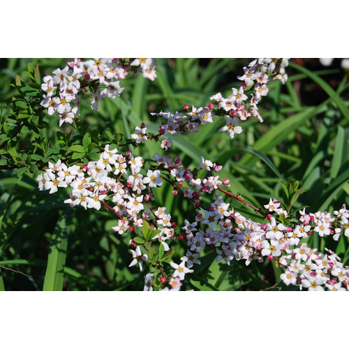 Gyöngyvessző japán rózsaszín - Spiraea japonica 'Fujino Pink' 80/100cm K10l