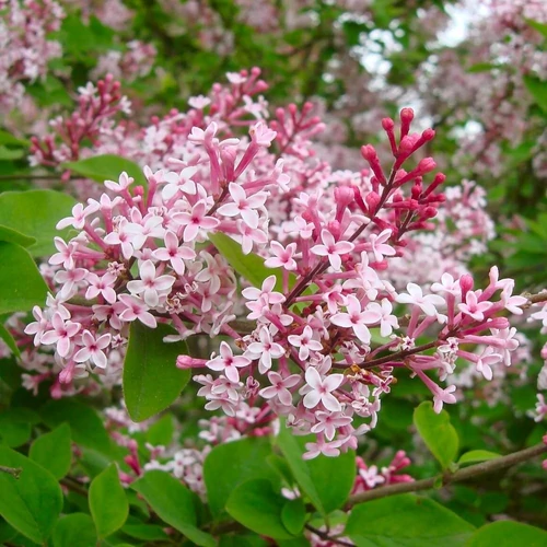 Syringa microphylla 'Superba'