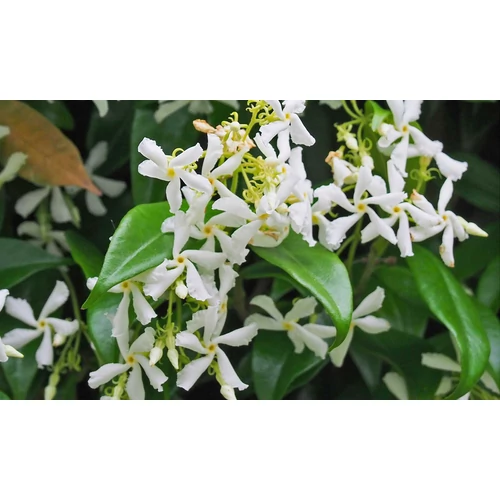 Trachelospermum (Rhynchospermum) jasminoides
