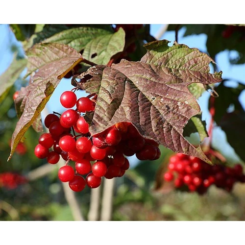 Viburnum trilobum 'Dart's Graduate'