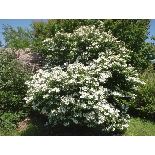Viburnum 'Summer Snowflake'