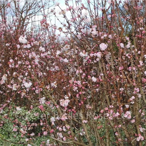 Viburnum bodnantense 'Dawn'