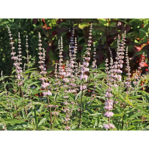 Vitex agnus 'Santamaria'