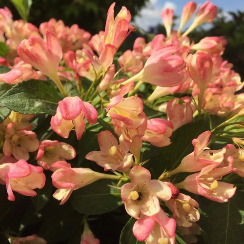Weigela 'All Summer Peach' 