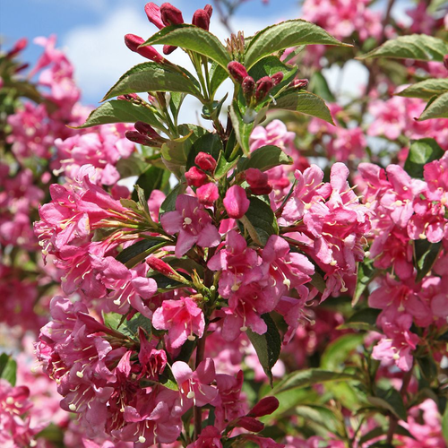 Weigela 'Stelzneri'