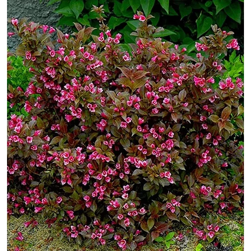 Weigela florida 'Tango'