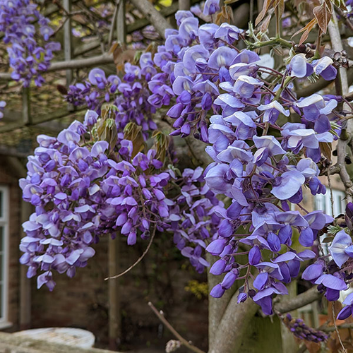 Wisteria brachybotrys 'Okayama Fuji'