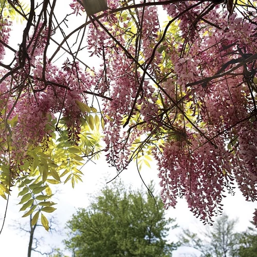 Wisteria floribunda 'Rosea'