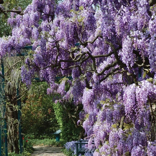 Wisteria sinensis