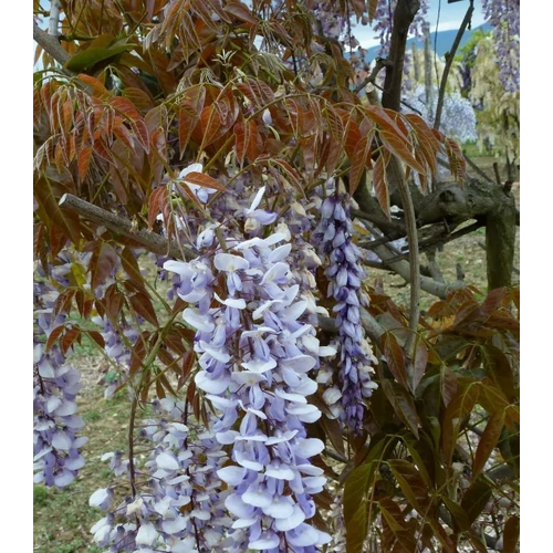 Wisteria sinensis 'Texas Purple'