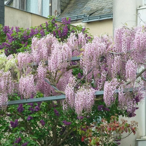 Wisteria sinensis 'Tuscany Rose'