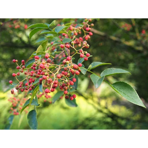 Zanthoxylum simulans
