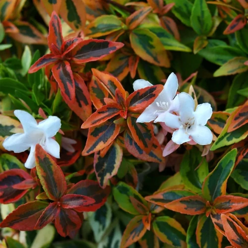 Abelia grandiflora 'Kaleidoscope'