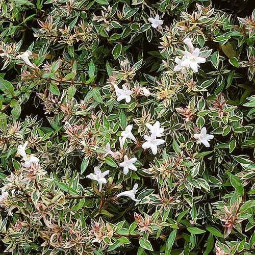 Abelia 'Sarabande'