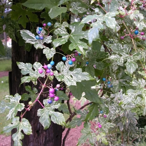 Ampelopsis glandulosa 'Elegans'