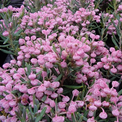 Andromeda polifolia 'Blue Lagoon'