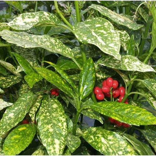 Aucuba japonica 'Picta'