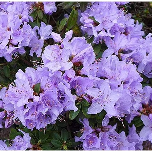 Azalea 'Blue Tit'