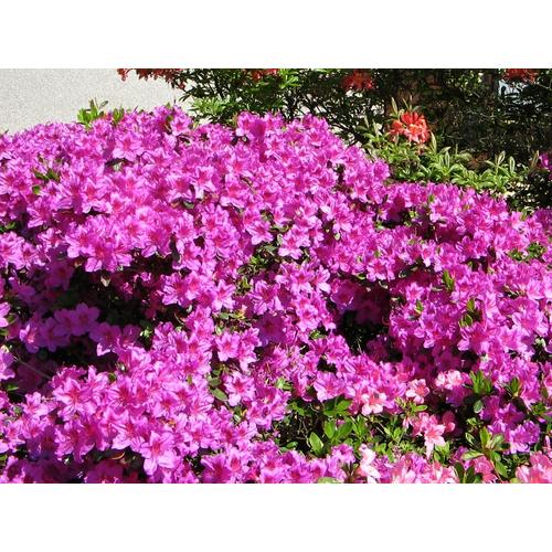Azalea japonica 'Enzett Lilienstein' 