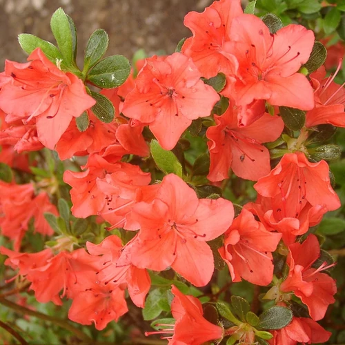 Azalea 'Geisha Orange'