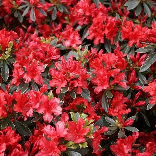 Azalea 'Hotshot Variegata'