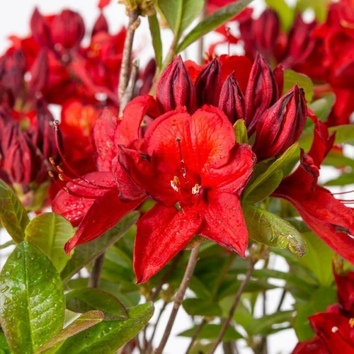 Azalea 'Knaphill Nabucco'