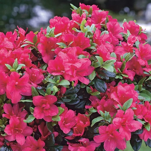 Azalea 'Maruschka'