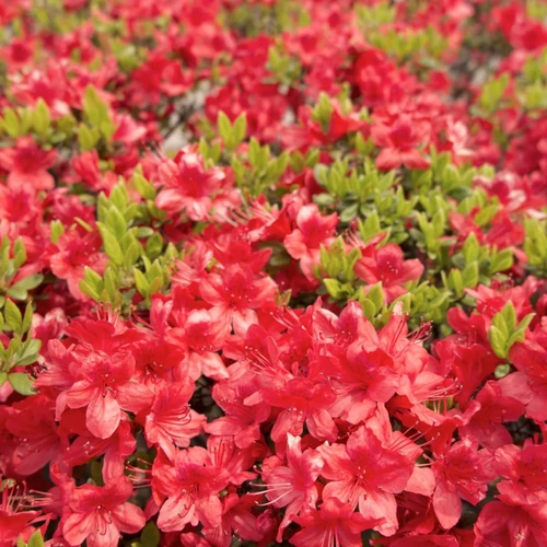 Azálea piros - Azalea moederkensdag 20/30cm K2l