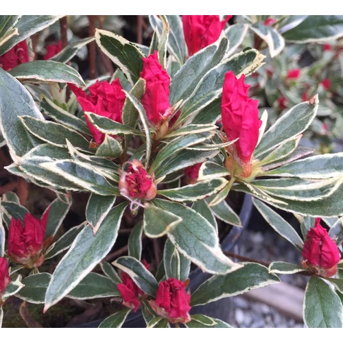Azalea japonica 'Silver Sword'