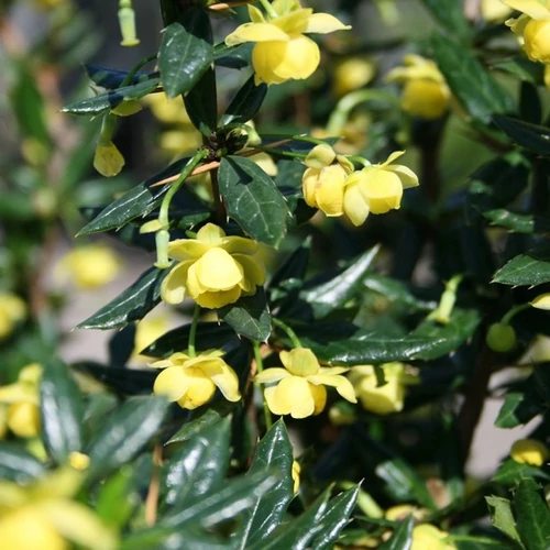 Berberis candidula 'Jytte'
