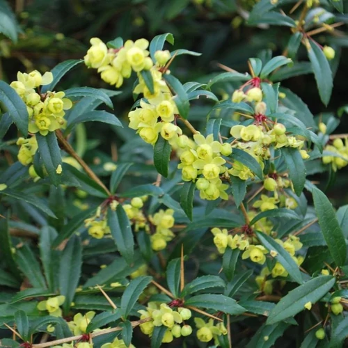 Berberis julianae