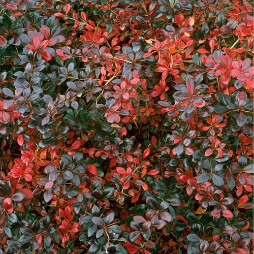 Berberis media 'Red Jewel'