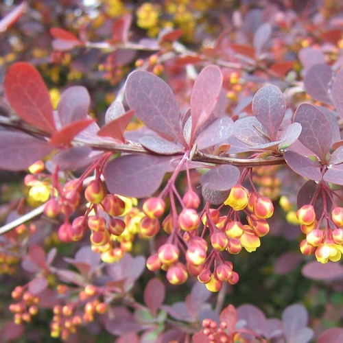 Berberis ottawensis 'Superba'