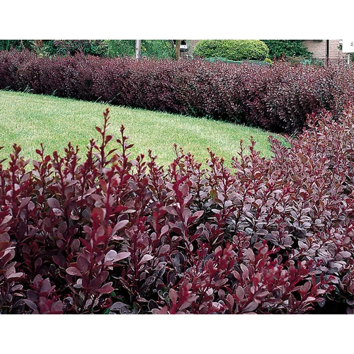 Berberis thunbergii 'Atropurpurea'