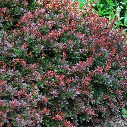 Berberis thunbergii 'Atropurpurea Nana'